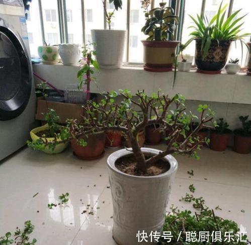 金枝玉叶叶片掉落,啥原因,注意这些轻松解决