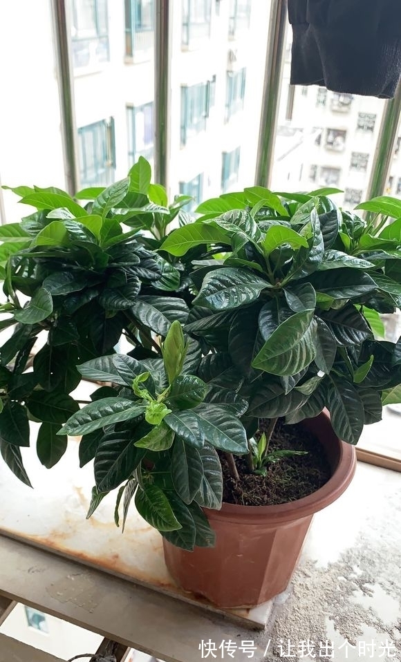 栀子花真难养？避开“3不要”，挤满大花苞，冬天也开爆