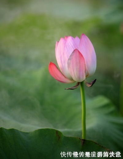 咸鱼翻身|下个月开始，吉星照耀，4属相桃花朵朵，财源广进，心想事成