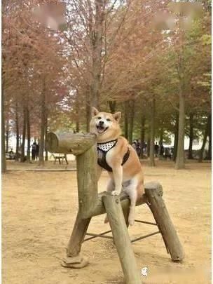 帅柴比樱花还抢眼球，变网帅吸引大批游客拍照！