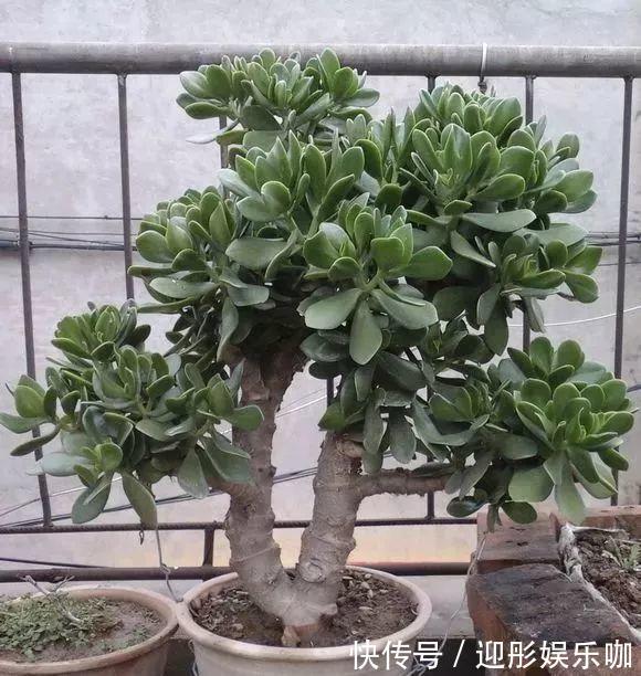 7种“漂亮花”,一个月不浇水,反而爱爆盆,越不管它越开花