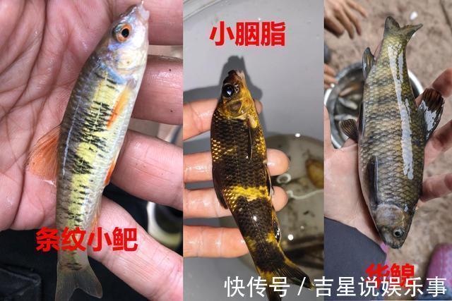 华鳈|九成钓友都会把这几种鱼认错,和牢底坐穿鱼搞混就麻烦了