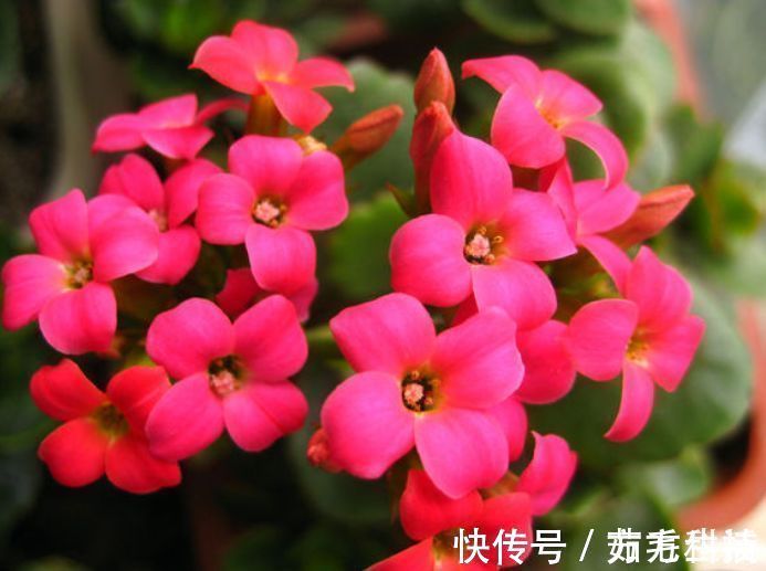 红美人|几种花养在家里,一整年都有好运气,受到很多花友的喜爱