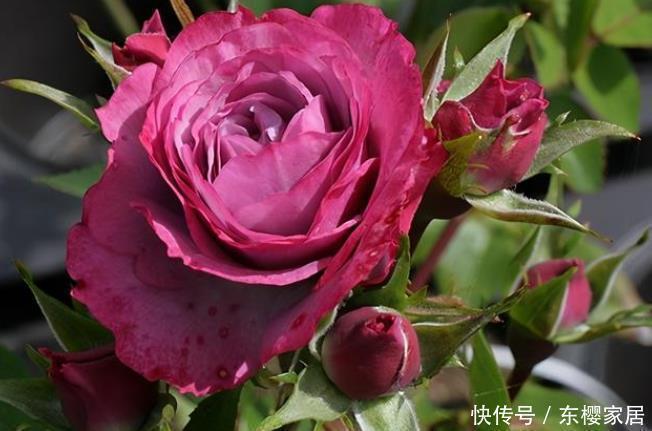 20款露台月季品种，超级丰花、适合露台、阳台盆栽，皮实好养