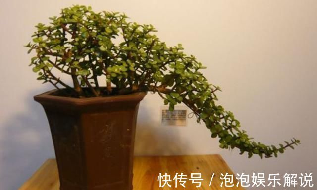 修剪|养一盆金枝玉叶,一剪一扎,轻轻松松,变成值钱的“盆景”