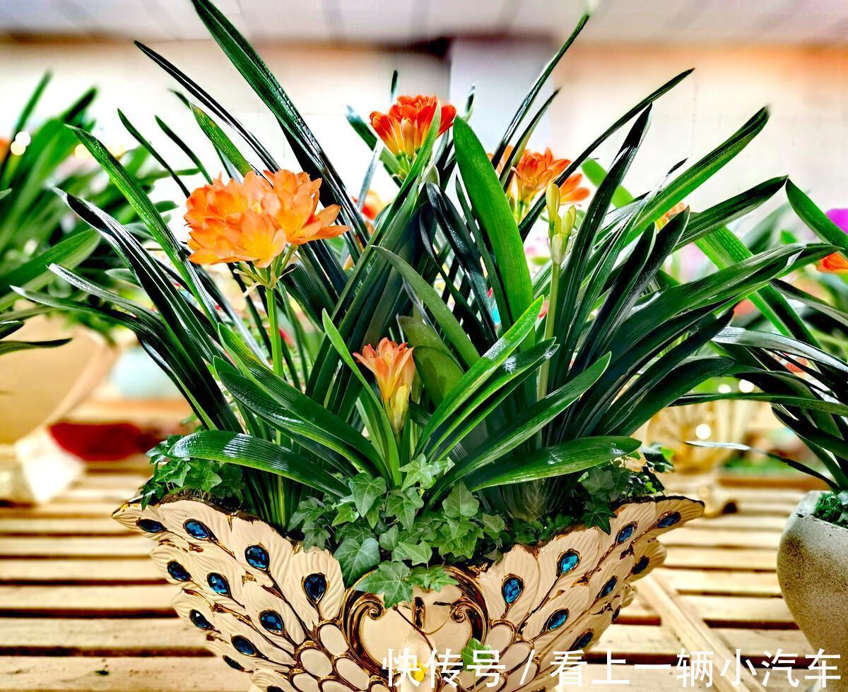 百花“珍品”君子兰，盆栽期间该注意什么？