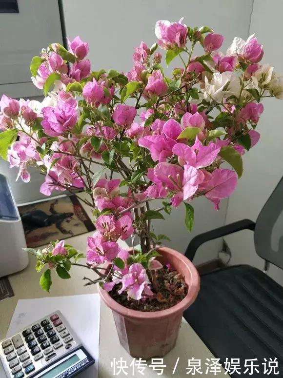 凌霄花|夏天养上3种爬藤花,隔热降温,好看好养,花开如瀑布!