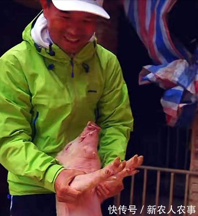 钓王邓刚在广东盘黑坑,塘主瞧不起被打脸,不要鱼获抬走了一头猪