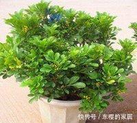 降成本养花,6种花1根枝变1盆,加点它,插多少活多少