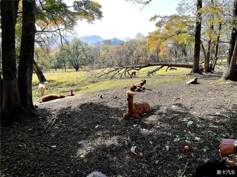 最美的风景就在不远处----平山鹿苑自驾游