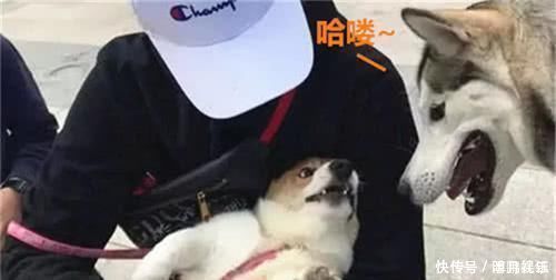 二哈遛弯路遇柯基妹妹 二哈不说一口亲过去 柯基被吓得不淡定 快资讯 二哈遛弯路遇柯基妹妹 二哈不说一口亲过去 柯基被吓得不淡定 快资讯