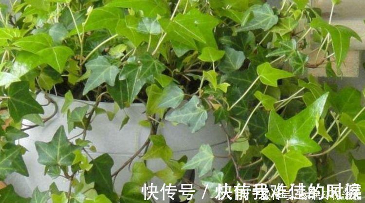 3种花养了就爆盆，好养又便宜，家里空气好，比净化器管用