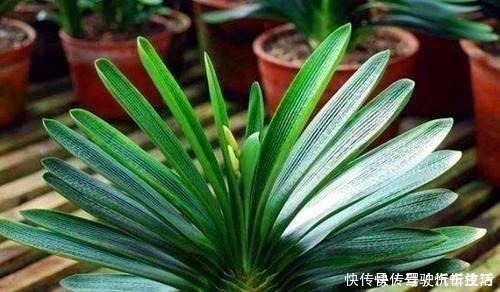 植株|君子兰生长静止了,来几杯“唤醒水”,叶子窜得快花箭冒出来!