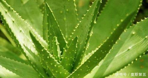 叶皮|芦荟能止痒,亦能过敏,芦荟到底该怎么用
