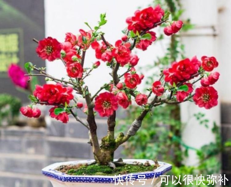 比香水还好闻的4种花,家里养一盆,满屋飘香,四季繁花似锦,美