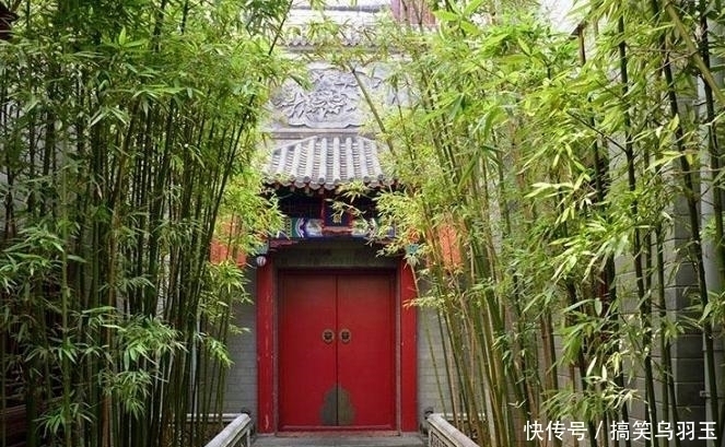 竹子|没听劝在院子里种了几颗竹子,才两年就后悔不已