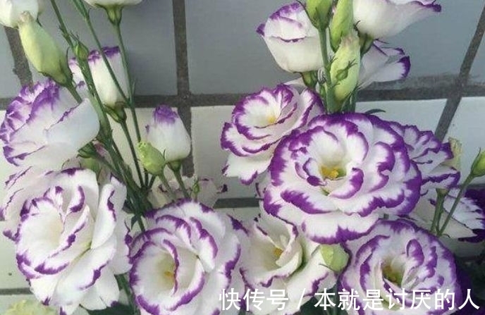 此款花卉便宜又好养,好养易活不招虫,养在哪里都爆盆,好运到来