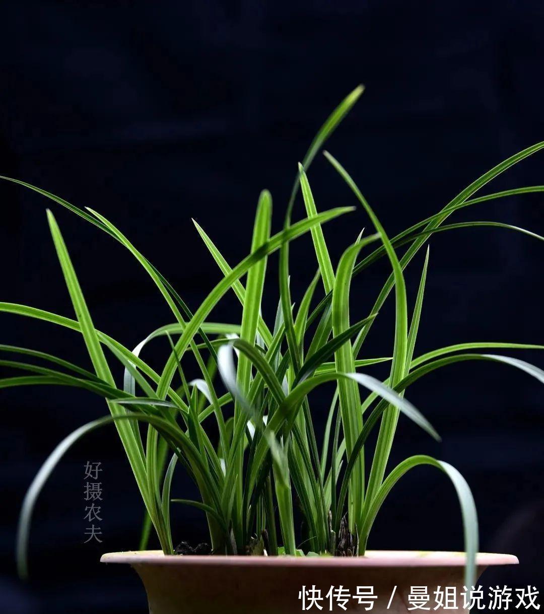 兰花叶尖常有枯黄焦黑,有没有实用的技巧,轻松就解决问题?