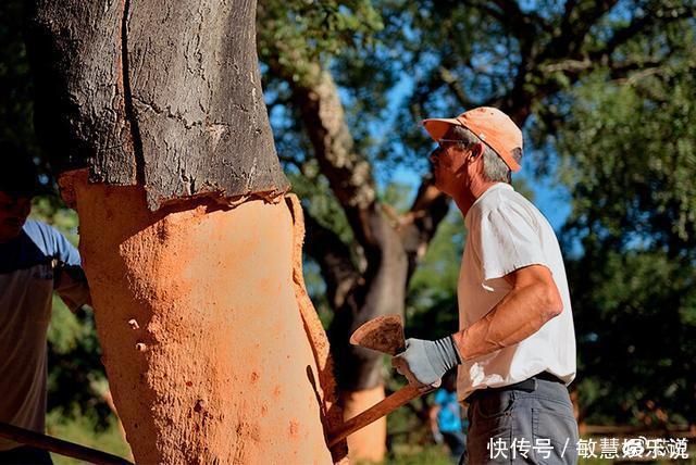  见过不要脸的人，那你见过不要“脸”的树吗？