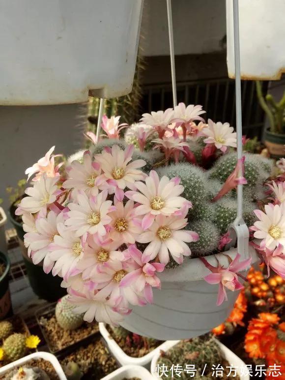 仙人球开花少，甚至不开花，3点要改善，满盆开出大花苞！