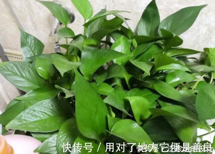 一帘幽梦|4种花最适合养卫生间,没有阳光照样疯长,除异味、美环境