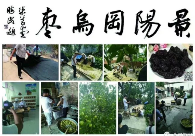 阵法|枣林阵法!阳谷乌枣竟然和杨家将有这样的渊源