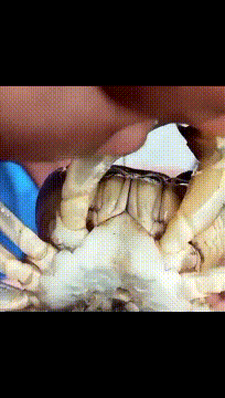 |搞笑GIF:放了我和我的孩子,今后我定会报答你