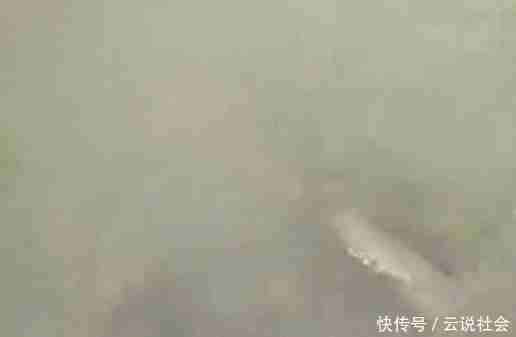 放鸭子到水里,鸭子上岸,后面还拖上来一条鱼,原因让人想不到