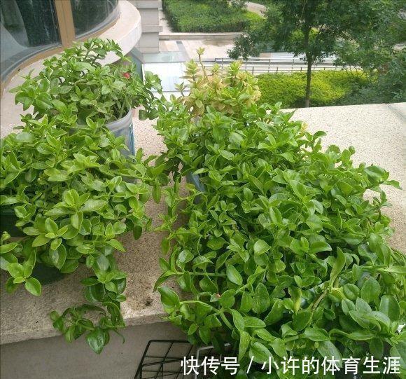 6种青菜根,吃完不要扔,插进花盆,浇浇水,20天长成“小菜园”