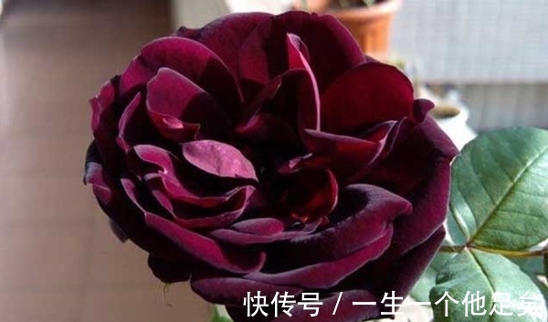 黑色|这些黑色的花是经过精心培养才出来的成果，是非常美丽的花