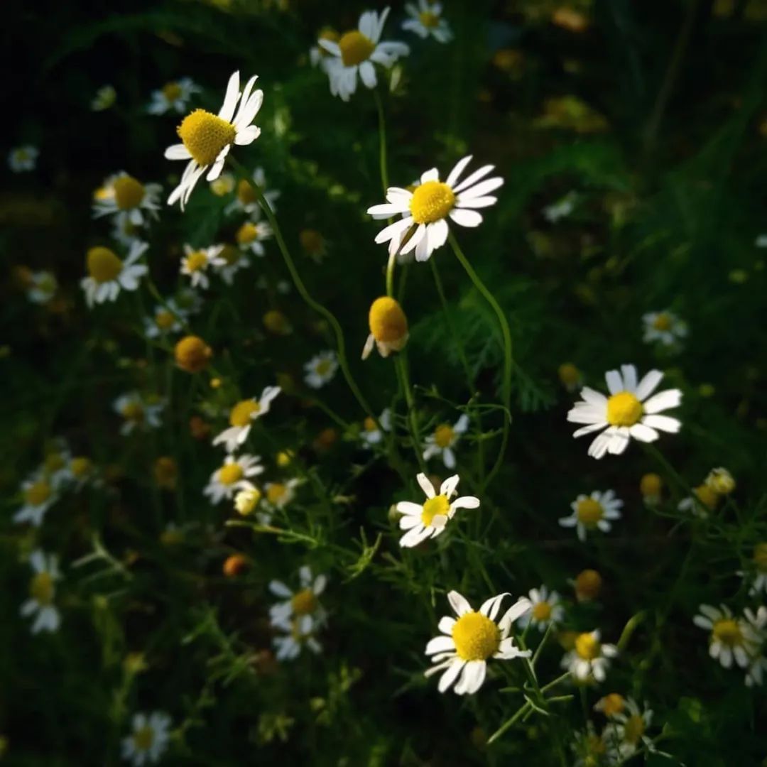 moony|人啊，就是要脸皮“厚”一点