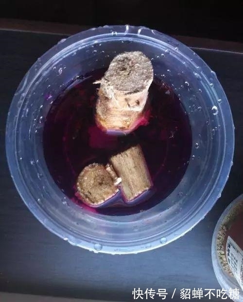 秋冬发财树怎么养?知道这4点就够了,保证枝繁叶茂