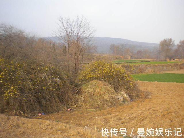 头花|坟头花、棺材菌,老人说的“禁忌植物”有多玄幻?年轻人你见过吗