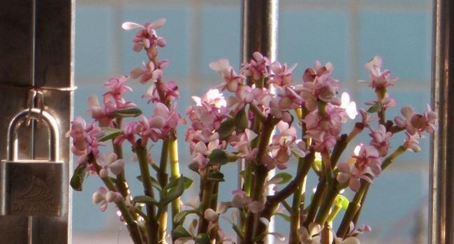 养多肉雅乐之舞,做好5要点、注意3事项,叶片嘭嘭肥起来,美极了