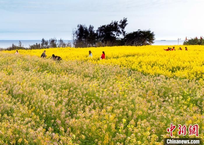 中年|福建妈祖故里：多彩油菜花绚丽绽放