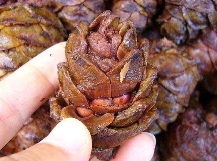 营养土不要买,出门捡几种“垃圾”扔盆里,疏松透气、不烂根