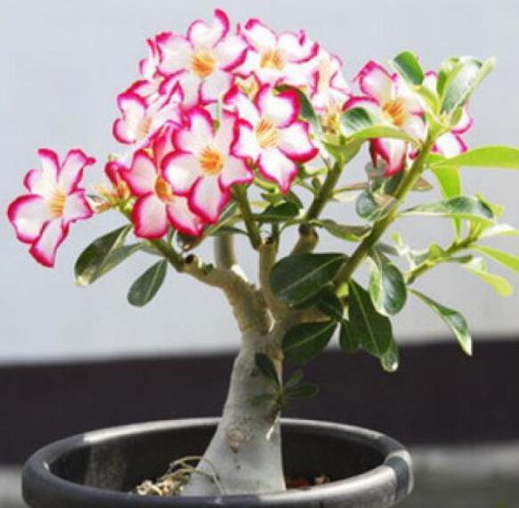 寒冬养沙漠玫瑰,别只注意浇水,还有3点需要关心