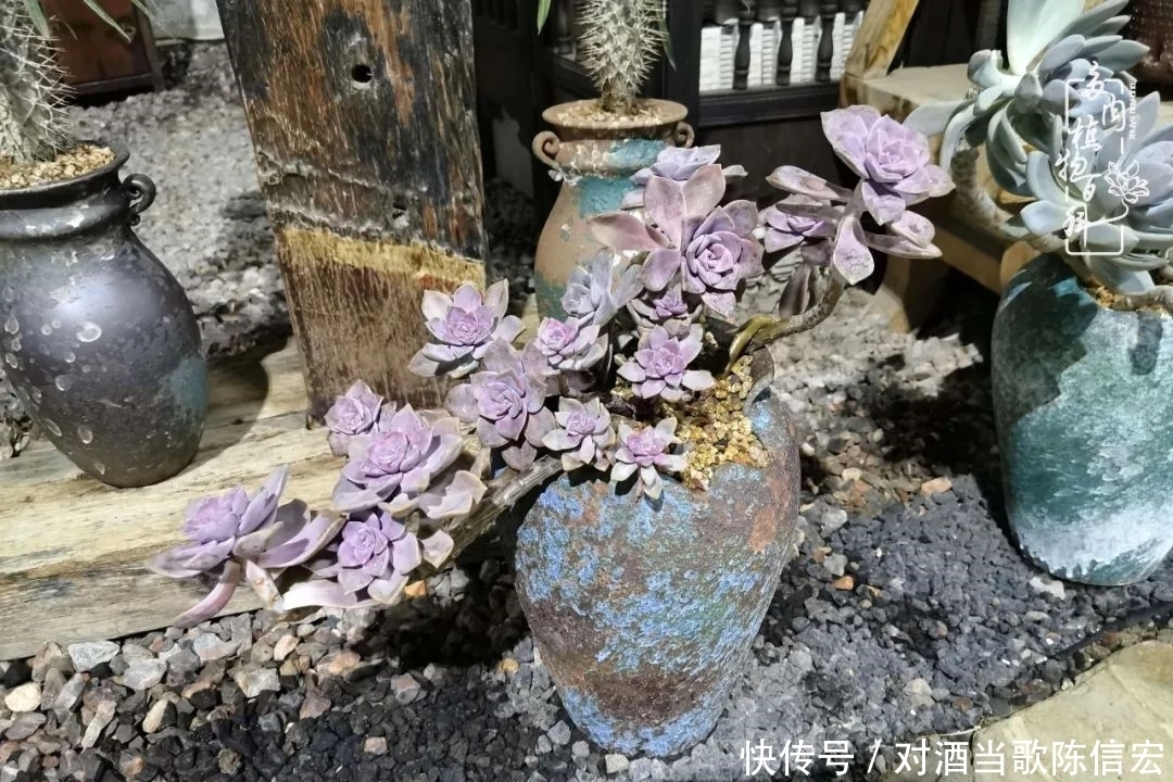 多肉桃花源:别人笑我太疯癫,我笑他人看不穿!