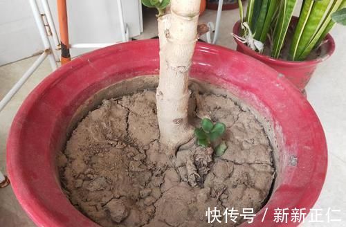 养花常浇1种水，不用年年换盆，土壤松软，10年不黄叶！