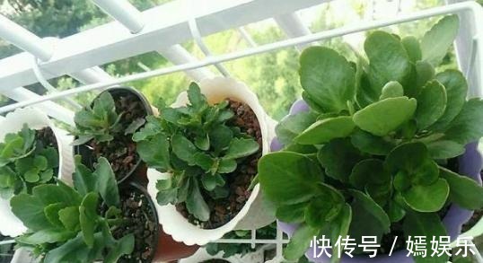 修剪|盆栽养殖长寿花,花谢就修剪、施肥,等一个月又能催花了
