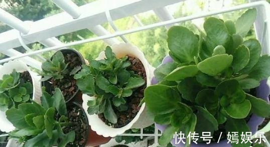 修剪|盆栽养殖长寿花，花谢就修剪、施肥，等一个月又能催花了