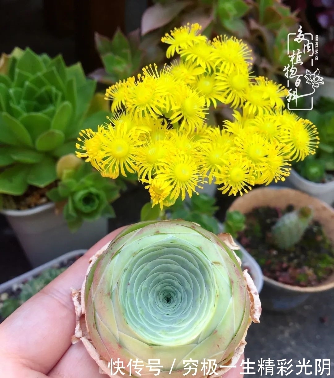 山地玫瑰的那些事儿关于养护过程中遇到的灵魂18问