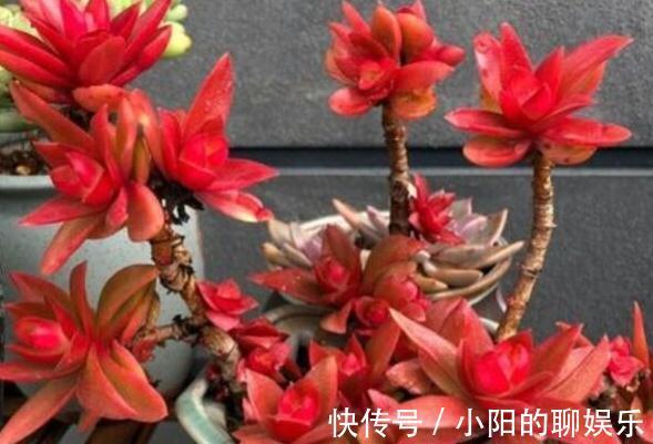 冬季就养这些见阳光就漂亮的多肉,叶色美的不要不要的