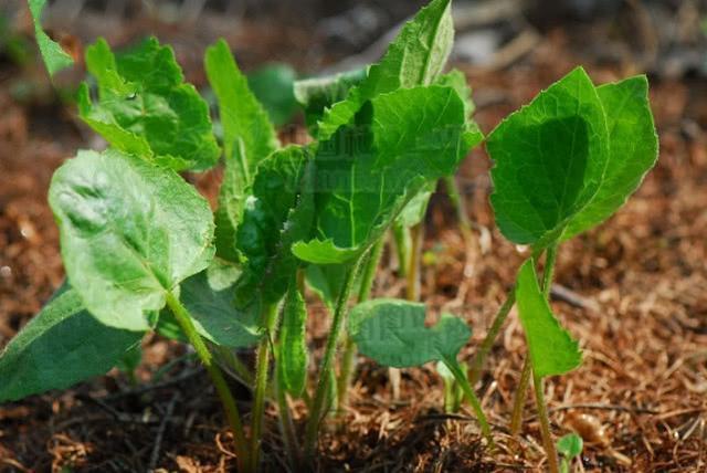 中药大辞典|东风菜,见过吗能清热解毒,明目,利咽,营养价值极高!