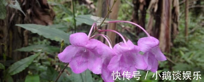 中医|这种能续筋接骨的草药,长在路边,竟无人认得,中医,真的式微了