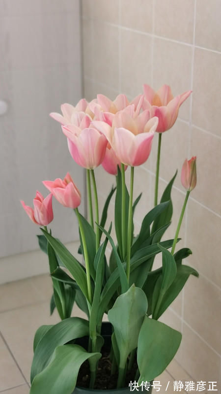 海豚花|封闭阳台能养哪些花？这几款很不错，好养易打理，冬春季也有花看