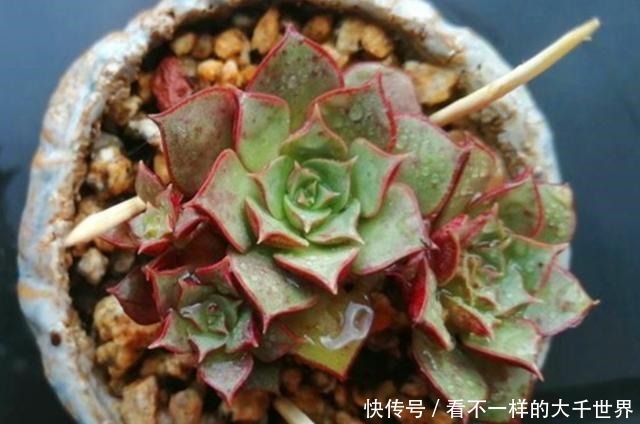 想让多肉顺利度过夏天,准备几个小工具很有帮助,别看不起眼!