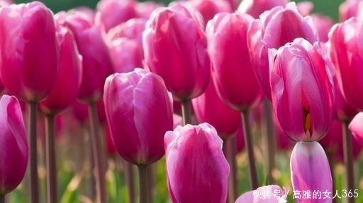 50种植物花语,不要再傻傻送错花了