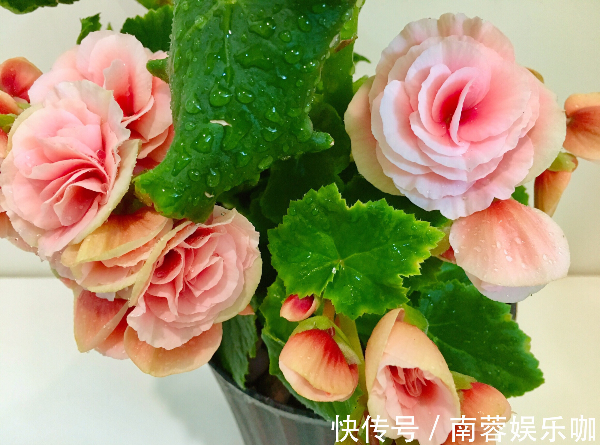 杜鹃花|养不好5种植物,就要赶紧“跳坑”,不然买多少、死多少