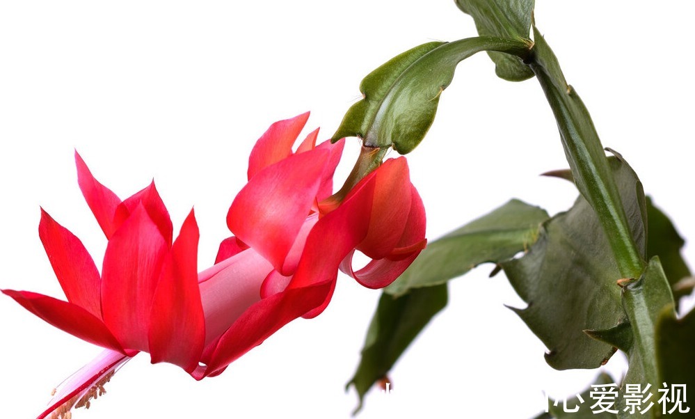 蟹爪兰|啤酒浇蟹爪兰,用2种方法,叶片浓绿、根系发达